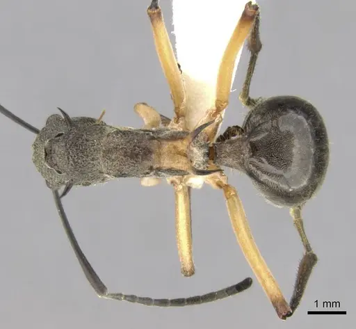 Polyrhachis rhea specimen