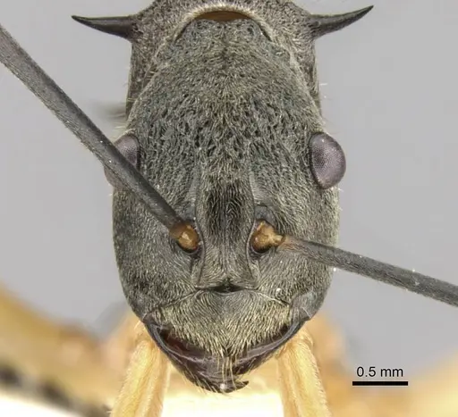 Polyrhachis rhea specimen