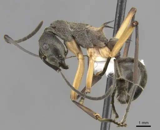 Polyrhachis rhea specimen