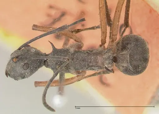 Polyrhachis rhea - FOCOL0577