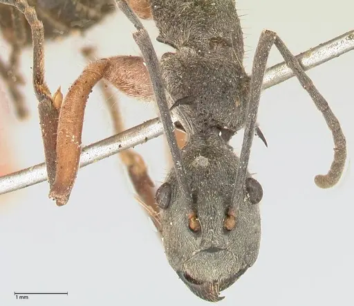 Polyrhachis rhea - FOCOL0577