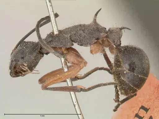 Polyrhachis rhea - FOCOL0577