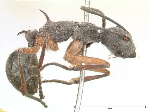 Polyrhachis rhea - FOCOL0577