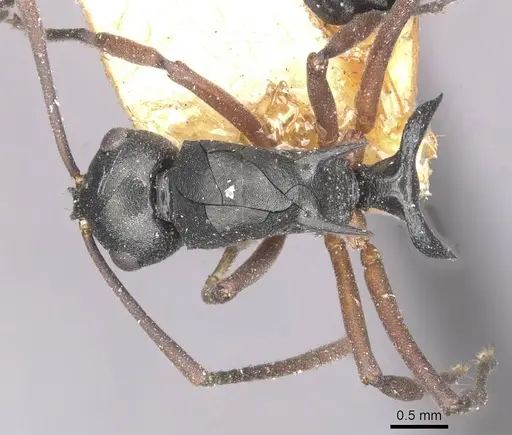 Polyrhachis ridleyi specimen