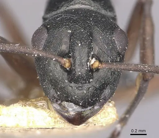 Polyrhachis ridleyi specimen