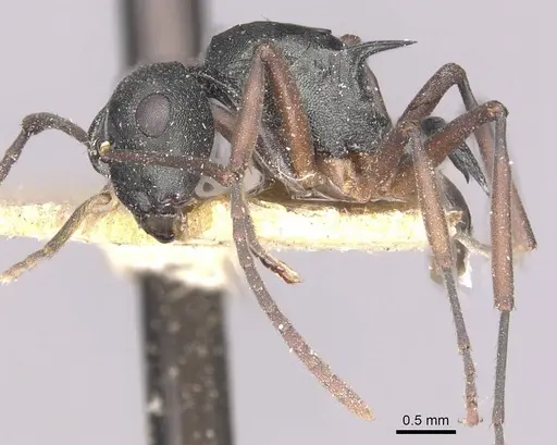 Polyrhachis ridleyi specimen