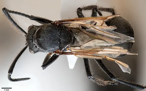 Polyrhachis rixosa specimen