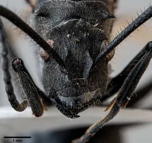 Polyrhachis rixosa specimen