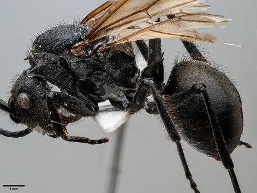 Polyrhachis rixosa specimen
