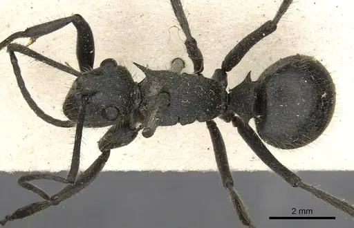 Polyrhachis rixosa - CASENT0901874