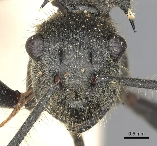 Polyrhachis rixosa - CASENT0901874