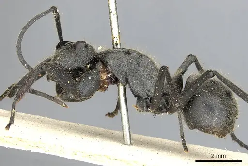 Polyrhachis rixosa - CASENT0901874