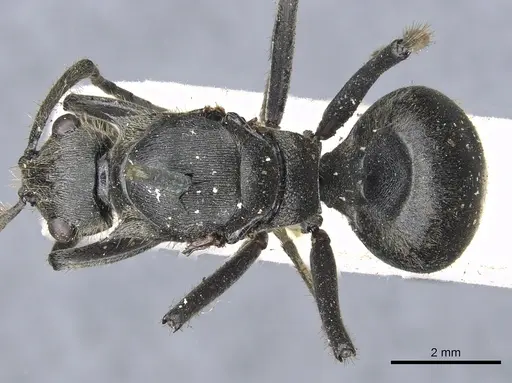 Polyrhachis rixosa - CASENT0903447