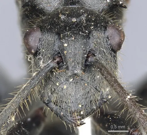 Polyrhachis rixosa - CASENT0903447