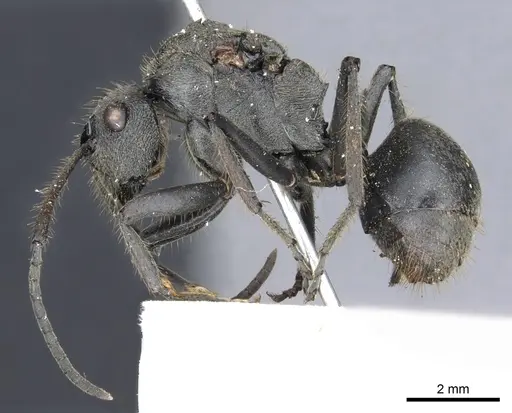 Polyrhachis rixosa - CASENT0903447