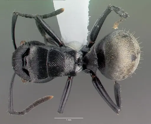 Polyrhachis roberti specimen