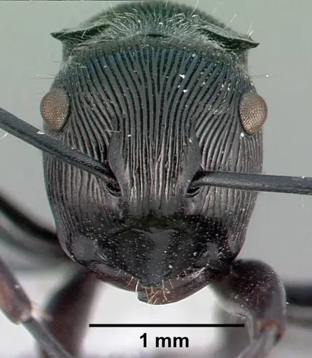 Polyrhachis roberti specimen