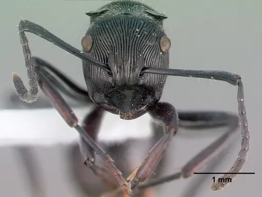 Polyrhachis roberti specimen