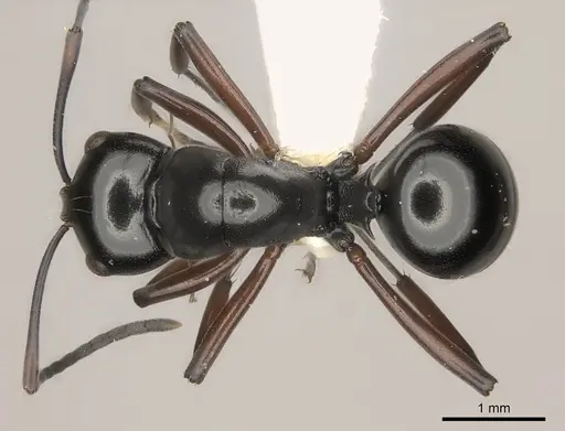 Polyrhachis robsoni specimen