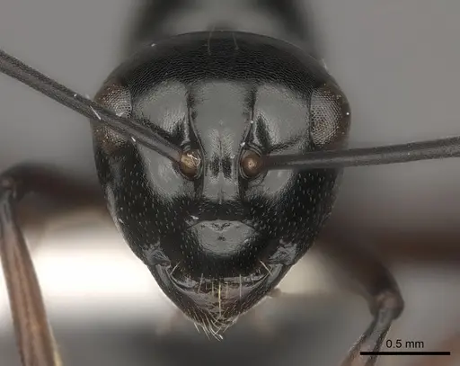 Polyrhachis robsoni specimen