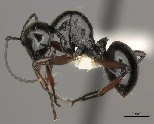 Polyrhachis robsoni specimen