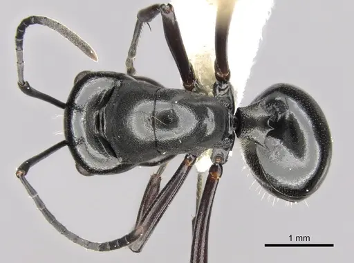 Polyrhachis robsoni - CASENT0281362