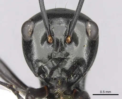 Polyrhachis robsoni - CASENT0281362