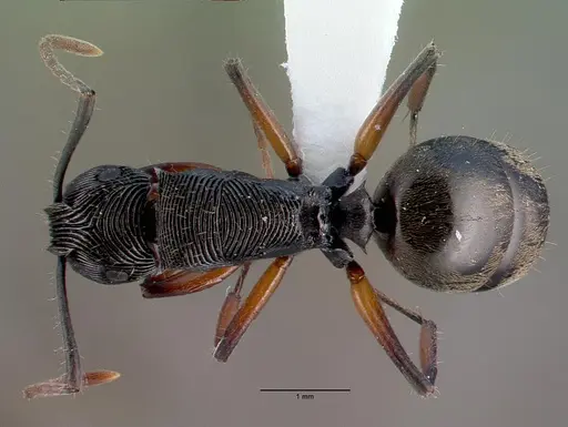 Polyrhachis roomi specimen