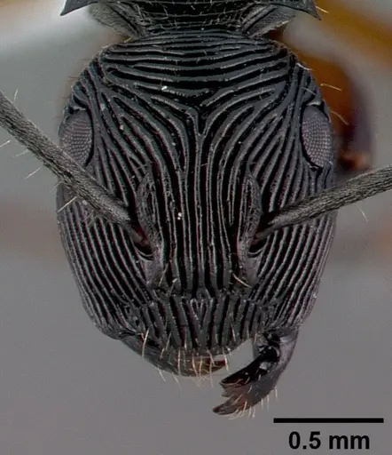 Polyrhachis roomi specimen