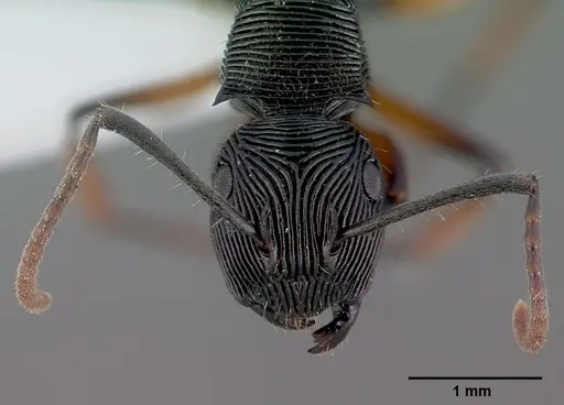 Polyrhachis roomi specimen