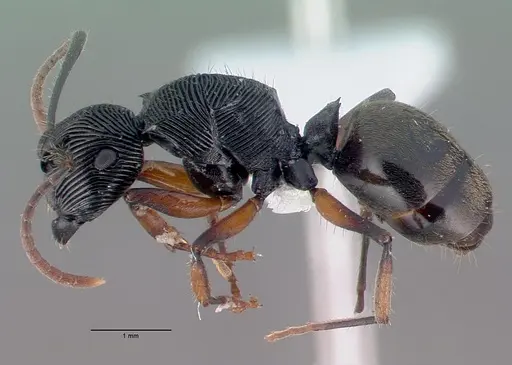 Polyrhachis roomi - CASENT0009234