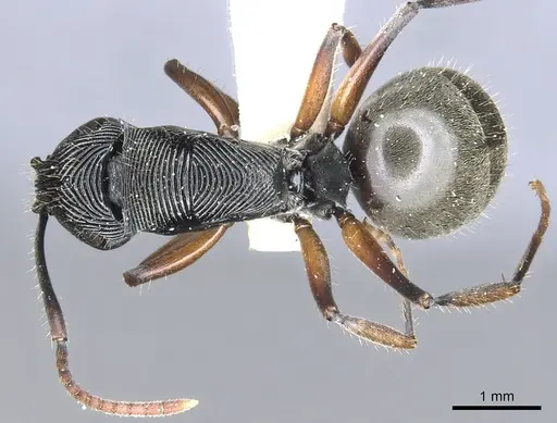 Polyrhachis roomi - CASENT0903322