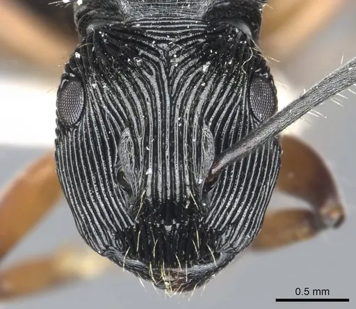 Polyrhachis roomi - CASENT0903322