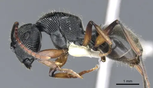 Polyrhachis roomi - CASENT0903322