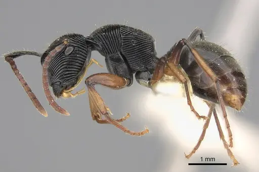Polyrhachis roomi - CASENT0923502