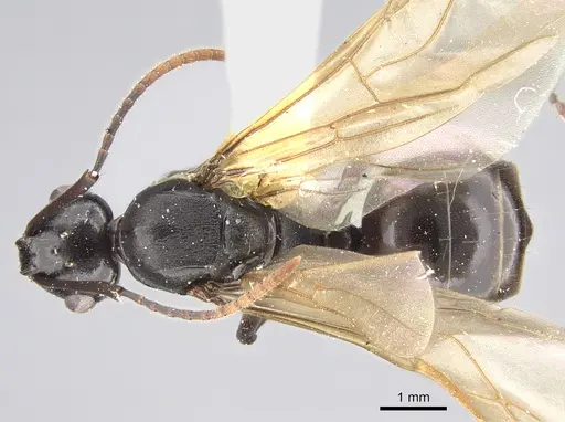 Polyrhachis rossi specimen