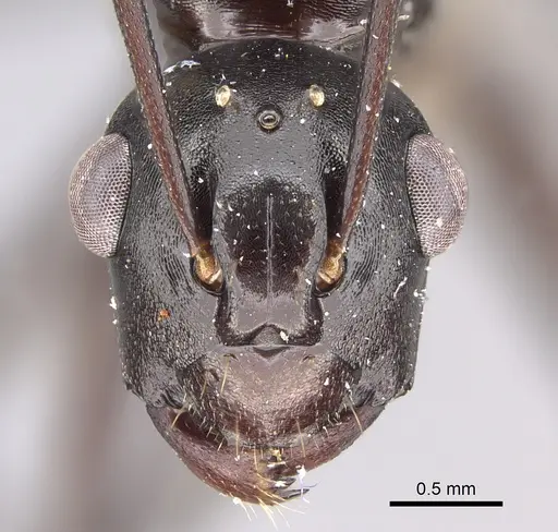 Polyrhachis rossi specimen