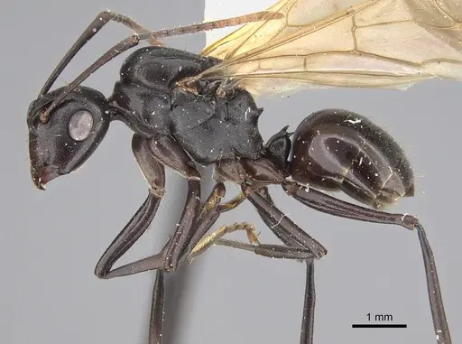 Polyrhachis rossi specimen
