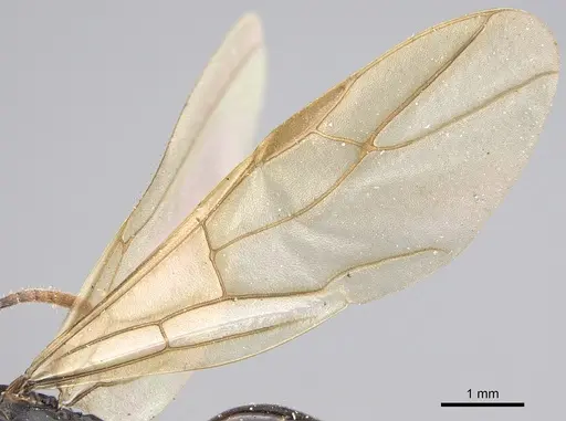 Polyrhachis rossi - CASENT0923503