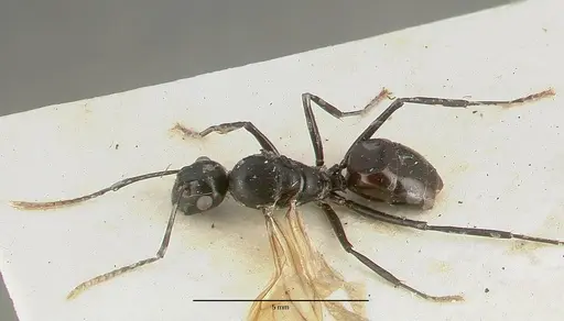 Polyrhachis rossi - CASTYPE06945-01