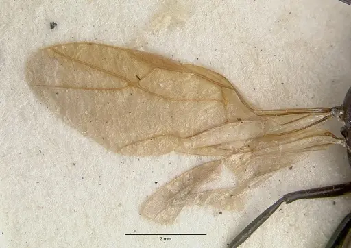 Polyrhachis rossi - CASTYPE06945-01