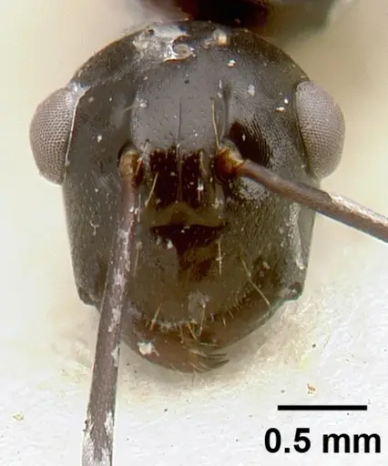 Polyrhachis rossi - CASTYPE06945-01
