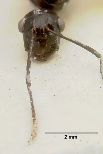 Polyrhachis rossi - CASTYPE06945-01