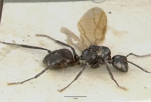 Polyrhachis rossi - CASTYPE06945-01
