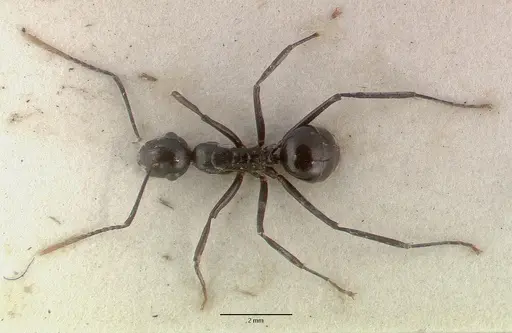 Polyrhachis rossi - CASTYPE06945-02