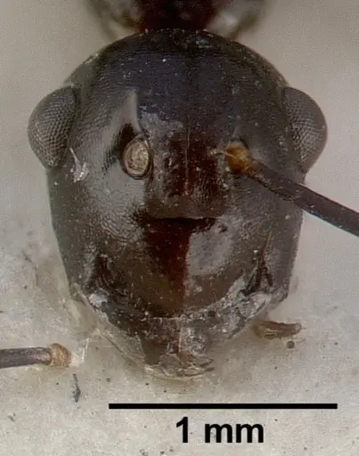 Polyrhachis rossi - CASTYPE06945-02