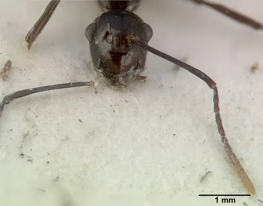 Polyrhachis rossi - CASTYPE06945-02