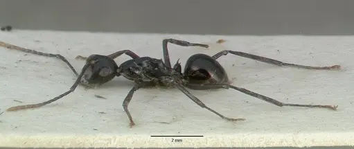 Polyrhachis rossi - CASTYPE06945-02