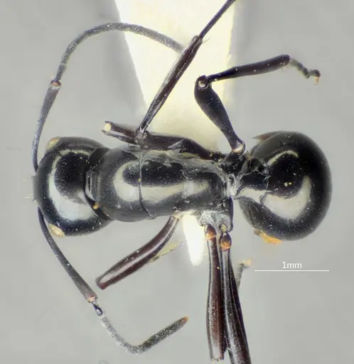 Polyrhachis rotoccipita specimen