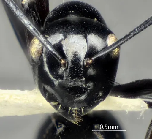 Polyrhachis rotoccipita specimen